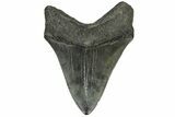 Fossil Megalodon Tooth - South Carolina #186690-2